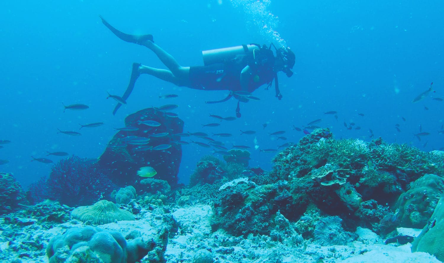 Togian Insel Guide - Reisetipps und Insidertipps - Tauchen